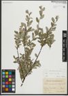 Foto von Salix repens subsp. repens L.